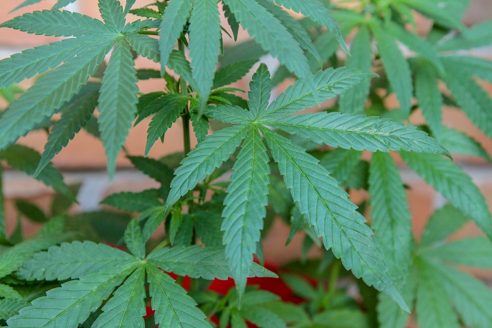 CeaseFirePA testifies on Marijuana and Firearms